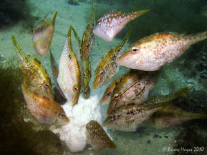 "Come on, tuck in!" ........Bridled Leatherjackets (Acant... by Brian Mayes 